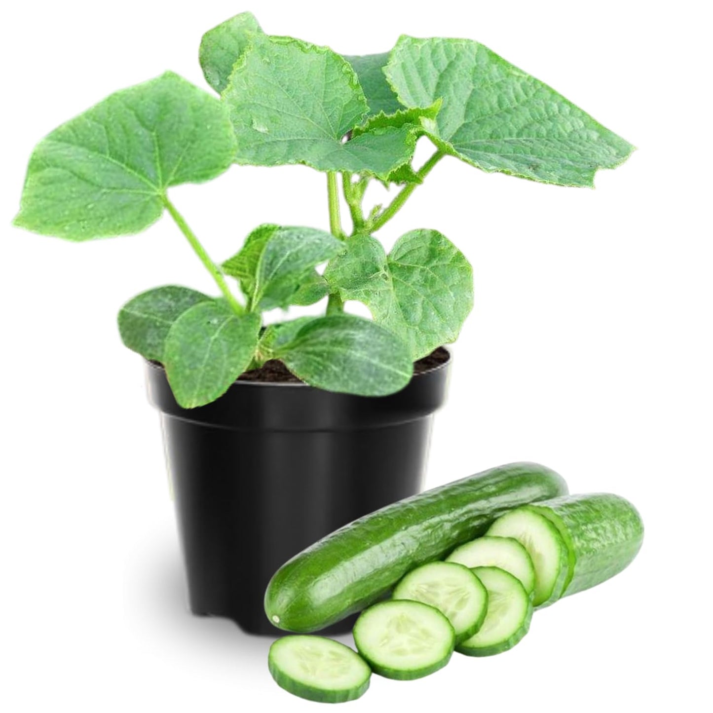 2 Green Cucumber Plants Live, 4 Inches Pot, Live Cucumber Plants from 3 to 5 Inches Long, Cucumber Starter Plants, Cucumber Live Plants for Garden