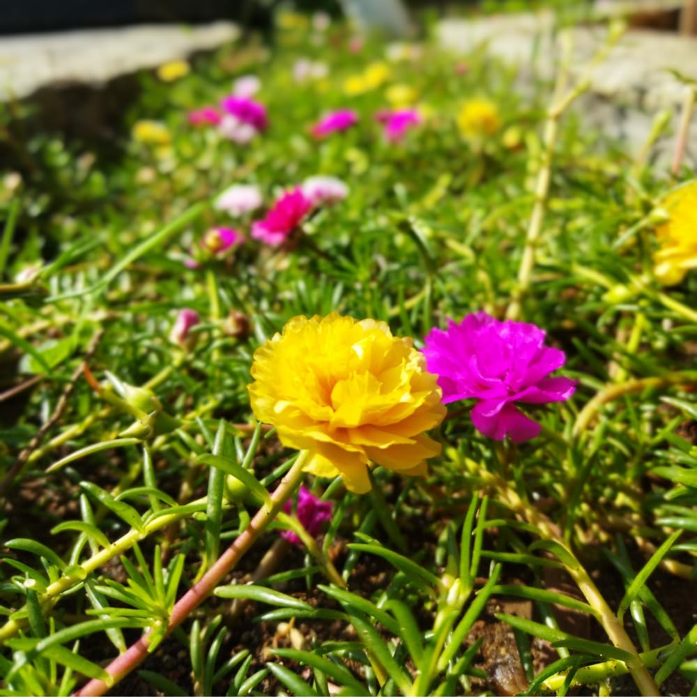 Set 2 Portulaca Plants, Portulaca Moss Rose Plants Live, 4-6 inch Flower Clump Groundcover Mix Color Flowers Plant