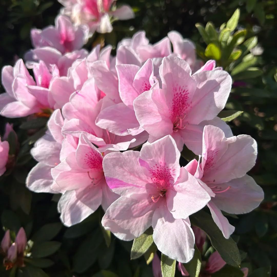 30 Azalea Seeds for Planting, Mixed Color Rhododendron Flower Seeds, Non-GMO Heirloom Azalea Seed for Home Garden Outdoor