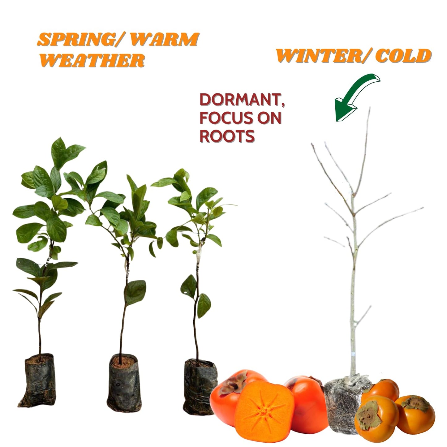 Persimmon Fruit Trees Live Plants, 6-14 Inches Seedlings, Well-Rooted, American Persimmon Tree for Planting Outdoor, Zones 7-9, No Leaf, Bare Roots