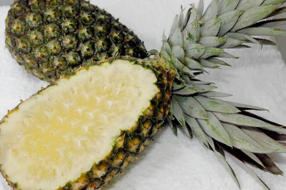 HPGS Pineapple Plant 'Kona Sugarloaf' | Live Plant Ananas Comosus in A 2.5"" Pot, Green