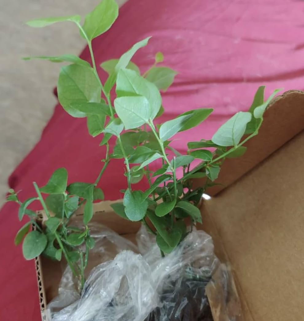 Jewel Blueberry Plants (2-Pack) - Live Berry Bush 5-8" - Container or Garden Growing - Large Sweet Berries - Hardy Zones 4-8