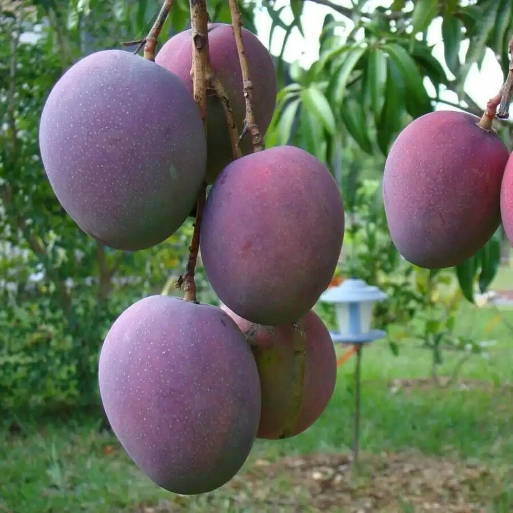 Live Plant - Mango Palmer (manglifera) Tropical Live Fruit Tree 1′- 2′ feet