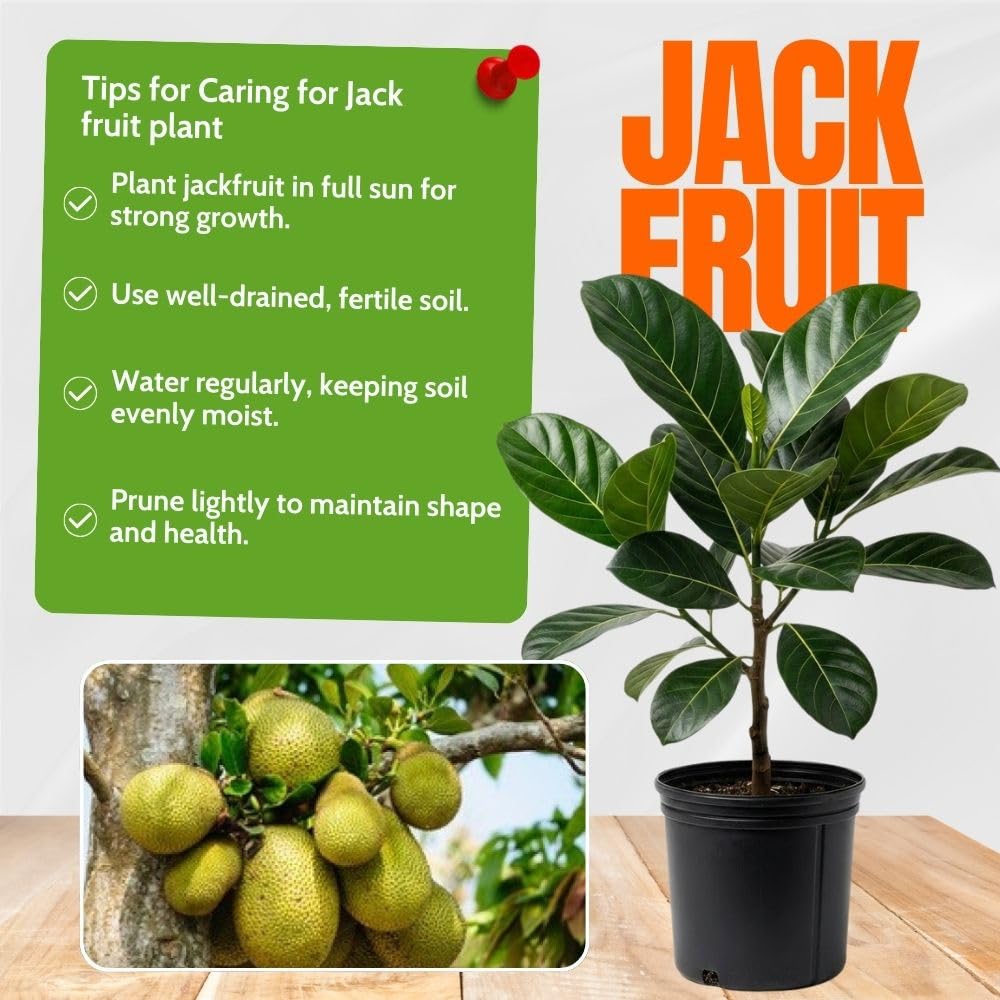 Jackfruit Tropical Live Plant 2-3 Feet in One Gallon Pot, Sweet Jackfruit Fruit Tree for Planting Outdoor, Tropical Jackfruit Fruit Plant for Indoor Outdoor Garden or Landscape