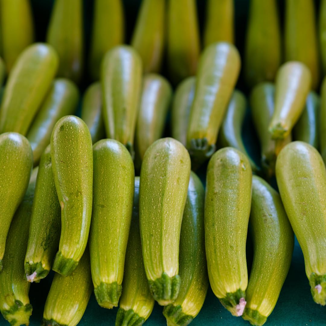2 Green Squash Zucchini Plant Live, Squash Zucchini Plant, Vegetable Seedling, 3-5 Inches Tall for Outdoor Growing