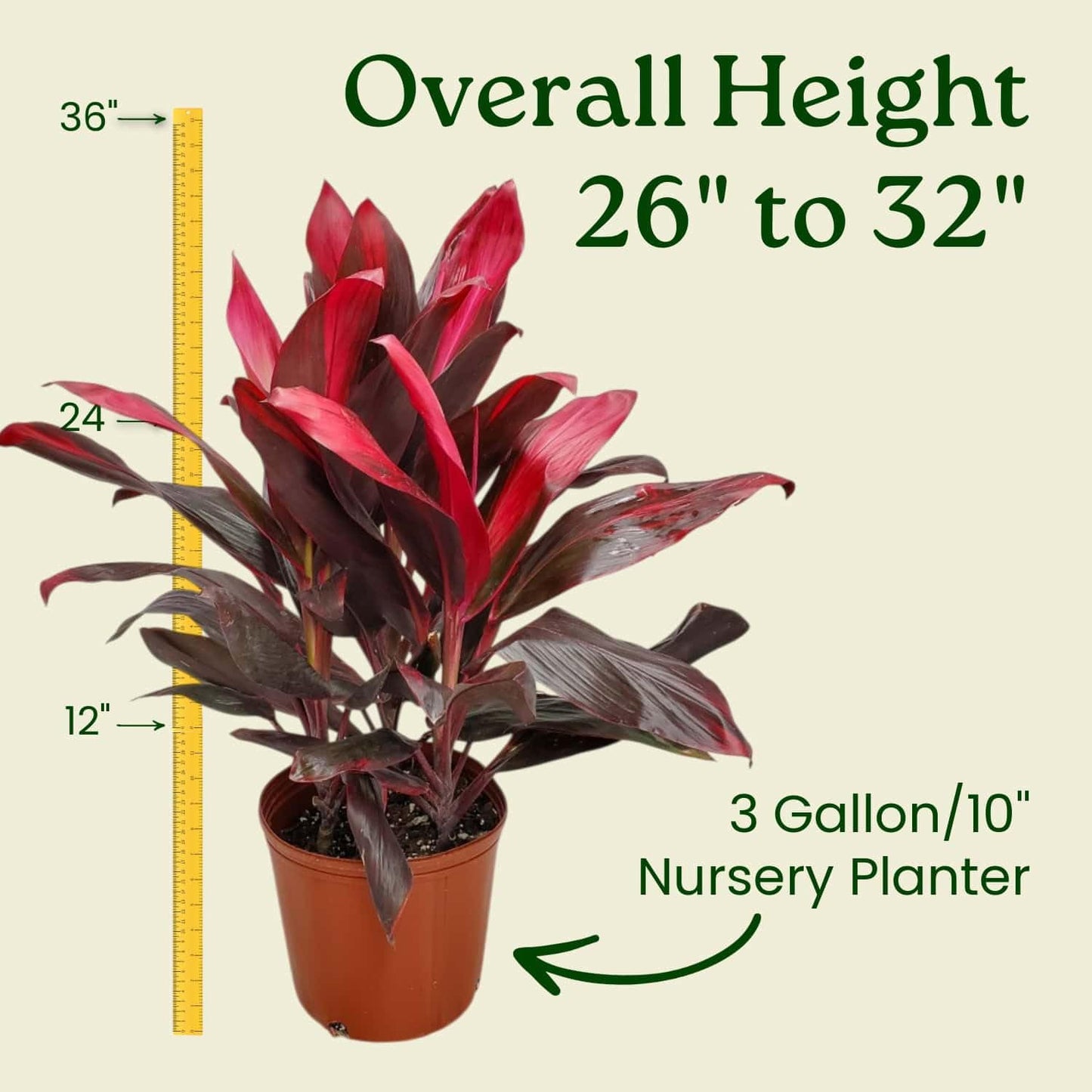Hawaiian Ti Cordyline Plant - Tropical Foliage Plant - Overall Height 26" to 32" - Tropical Plants of Florida (Plant Only)