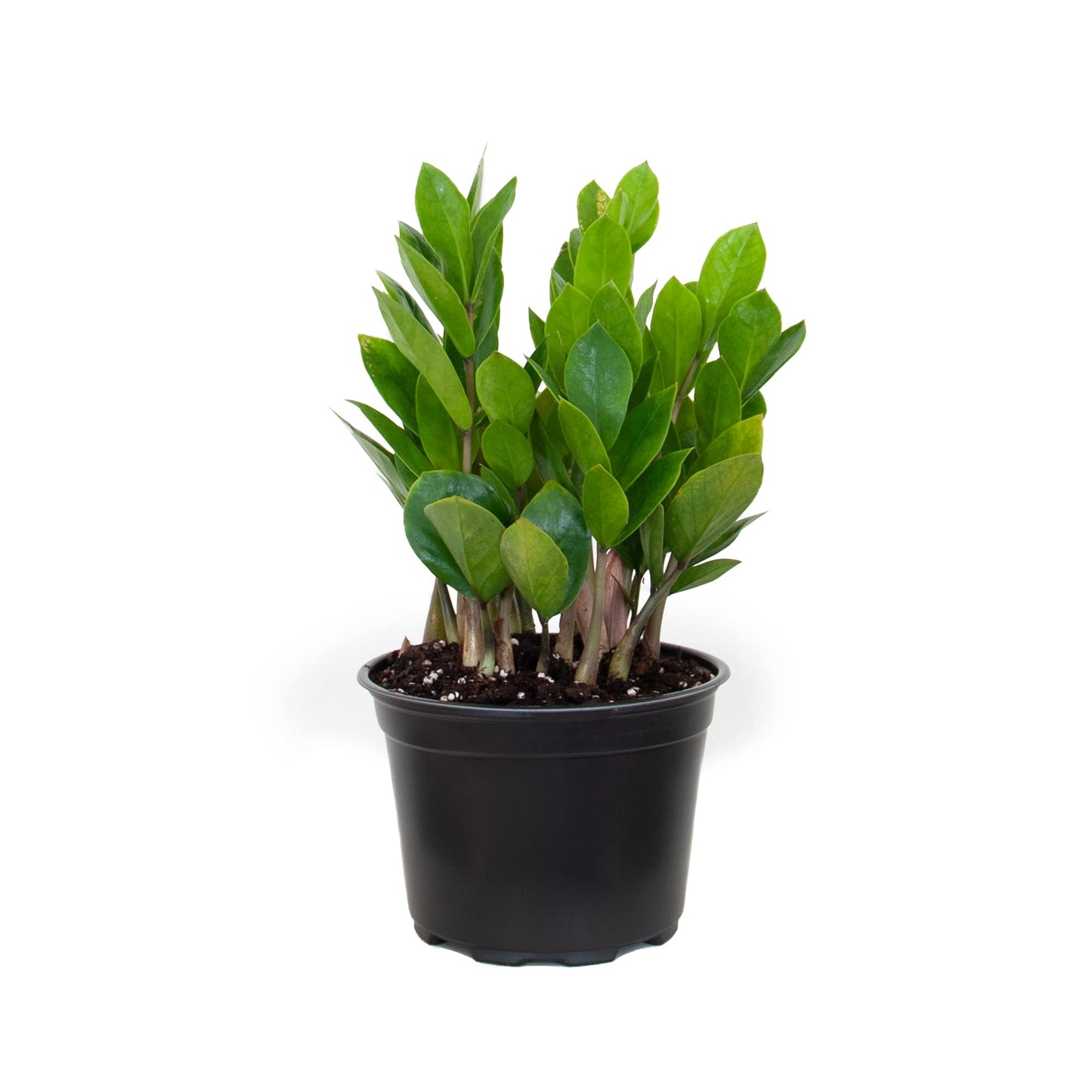 United Nursery ZZ Plant Live 10–14 inches Tall in 6 inch Plant Pot, Easy Care Low Light Indoor House Plant for Home and Office Decor