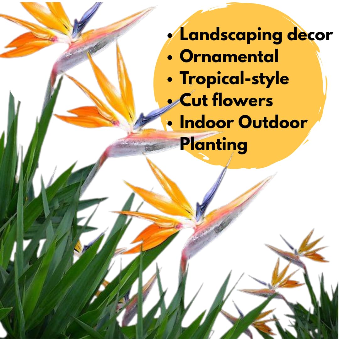 2 Orange Bird of Paradise Plants Live, Cold Hardy, 4-7" in Tall, Fast Growing, Strelitzia Reginae Flower for Spring Landscaping Ornamental Indoor Outdoor