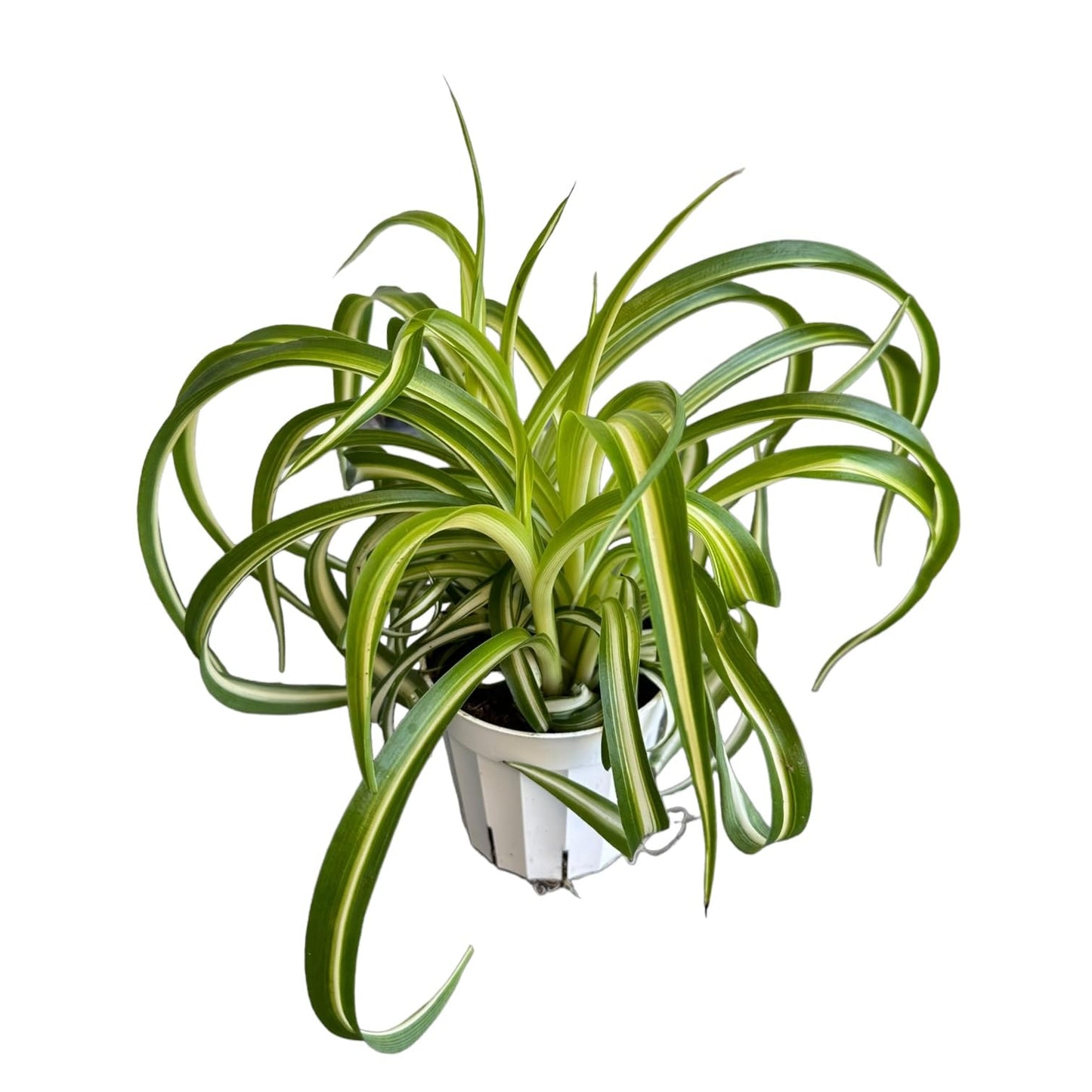 Bonnie Curly Spider Plant, Variegated Curly Leaves, Easy to Care and Grow Attractive Plant in 4 inch Pot - Hopewind Plants Shop