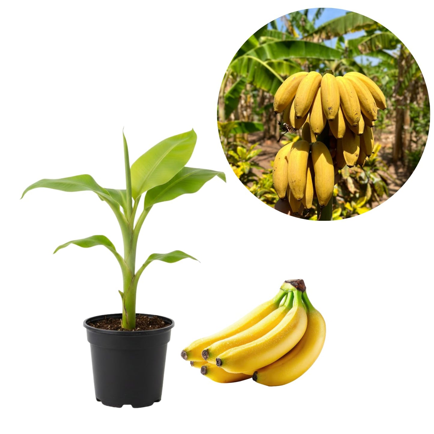 Grand Nain Banana Tree Live Plant, Banana Fruit Plant Well Rooted, 5 to 7 Inch Tall, No Pot