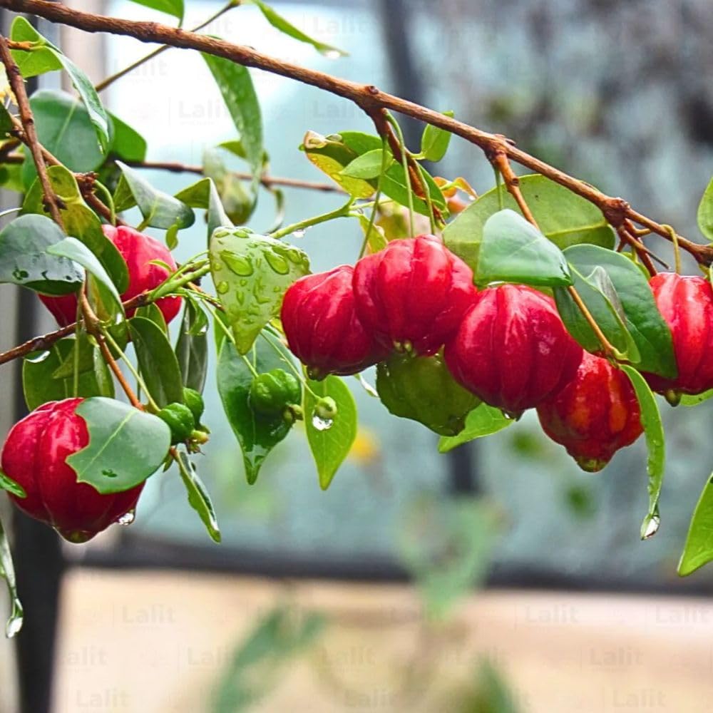Surinam Cherry Live Plant 4–7" Tall, Surinam Cherry Plant, Tropical Edible Fruit Plant, Fast Growing, Suitable for Indoor Outdoor