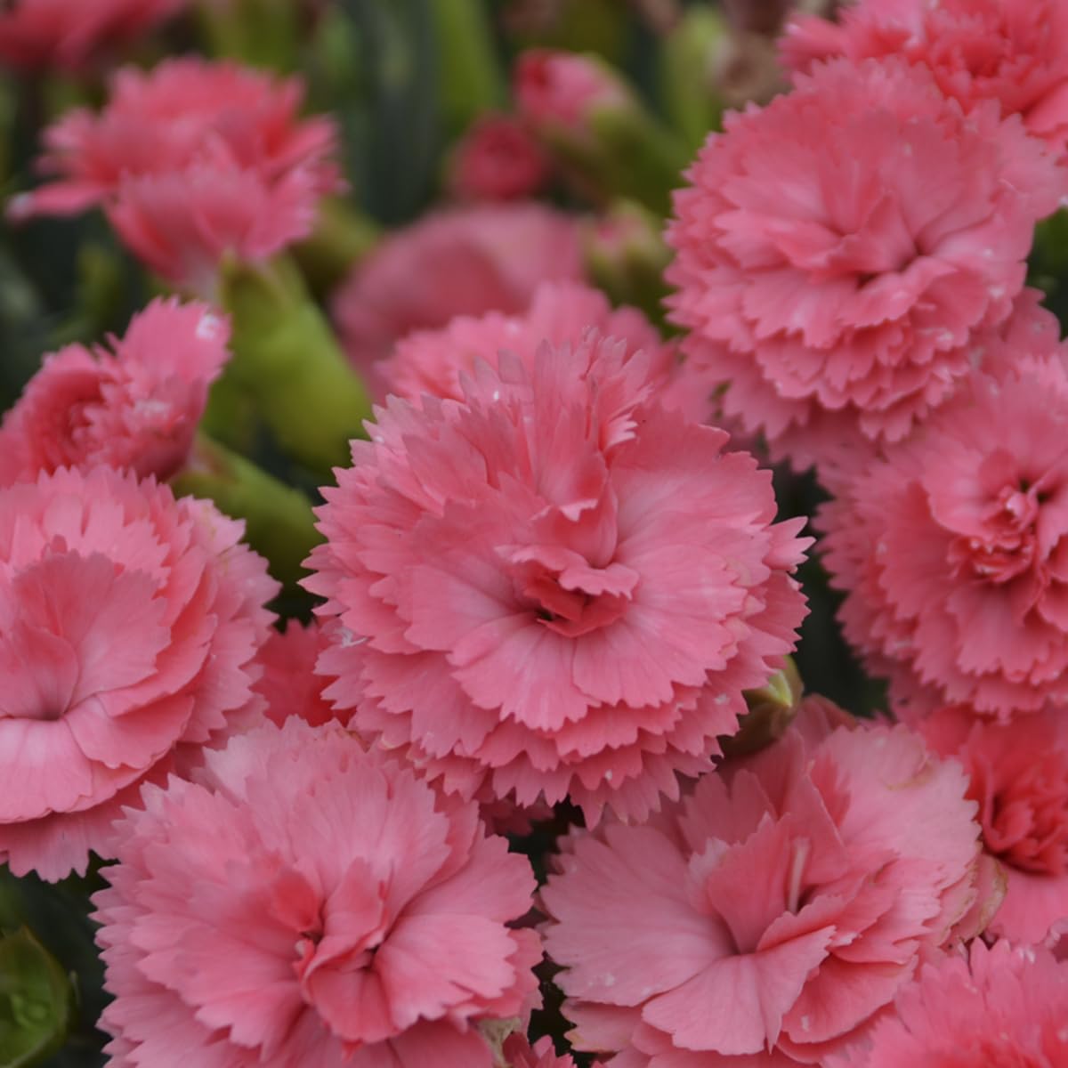 Live Plant from Green Promise Farms, Proven Winners Dianthus Fruit Punch Classic Coral Pinks, Pink Flowers - #1 Gallon Container - This Plant Does NOT Ship to AZ, CA, HI, ID, MT, NV, OR, PR, UT & WA!