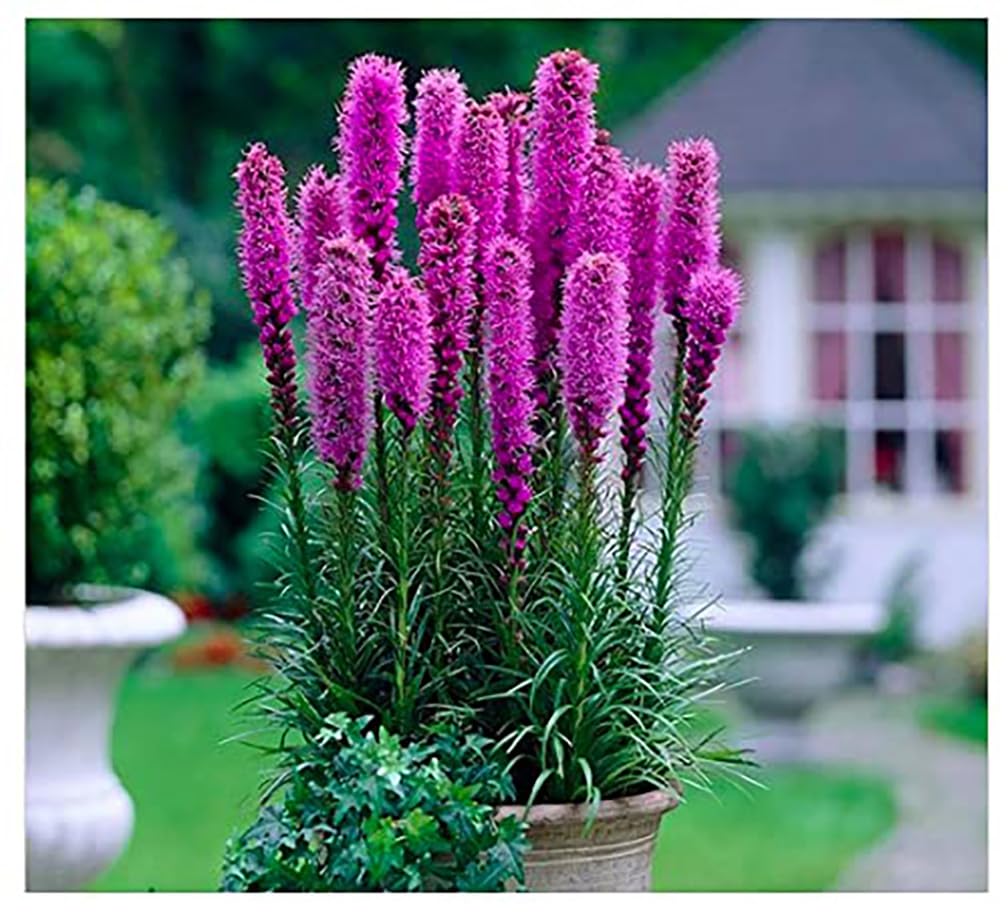 Purple Blazing Star - 10 Fresh Bulbs - Liatris Spicata Flower Bulb - Perennial Gayfeather Plant for Planting Outdoor - Perfect for Borders and Landscapes
