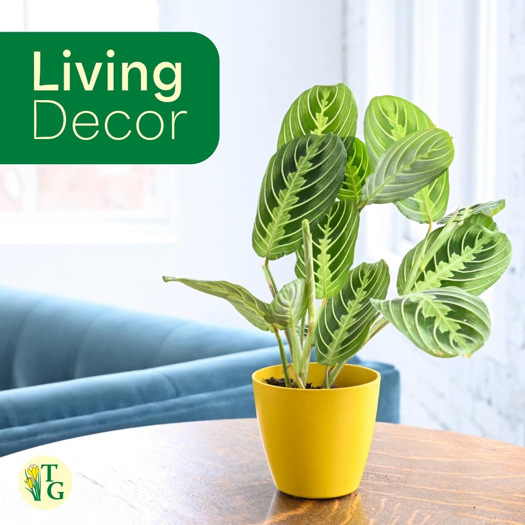 Thorsen's Greenhouse Lemon Lime Prayer Plant, Live Indoor Plant, Pet Friendly, Attractive Houseplant, Lemon Maranta, Natural Air Purifier, Easy to Grow, 4" Diameter Pot, White
