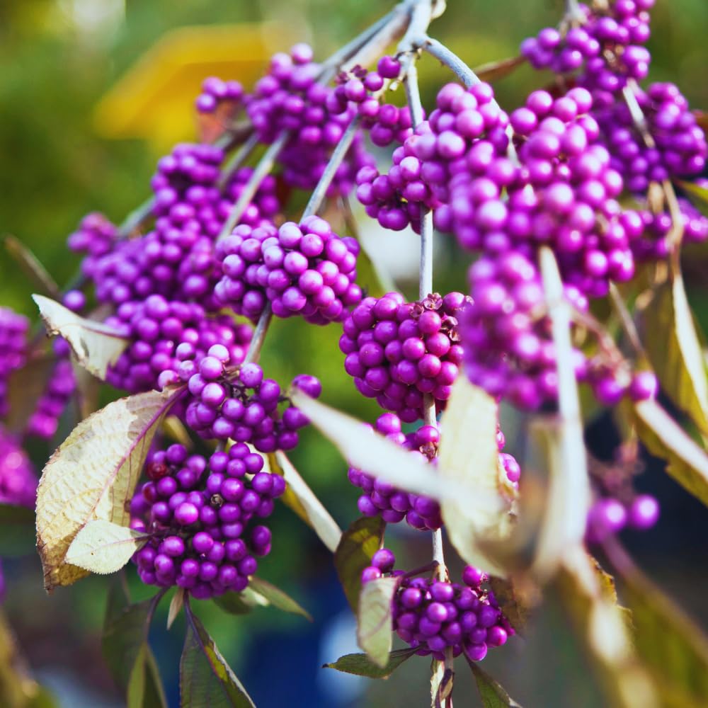 American Beautyberry Plant Live, Hardy Purple Beautyberry Live Plant, Flower Bush Shrub Berry Plants, 4 Inc Pot, Home Gardening