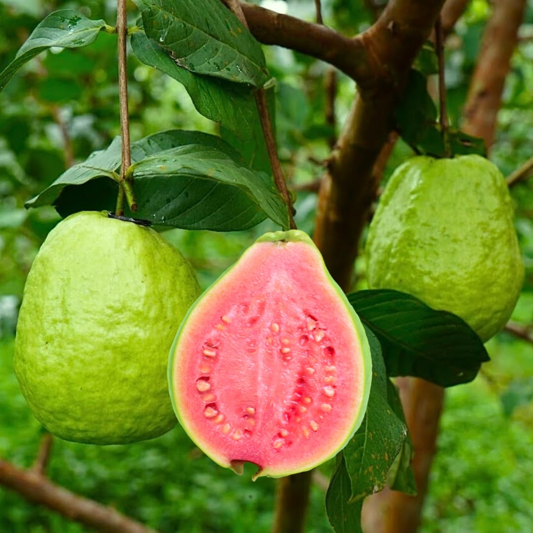 Live Grafted Ruby Guava Tree, Hardy Tropical Guava Plant, Sweet Fruit, 3 to 4 Feet Tall for Outdoor Growing