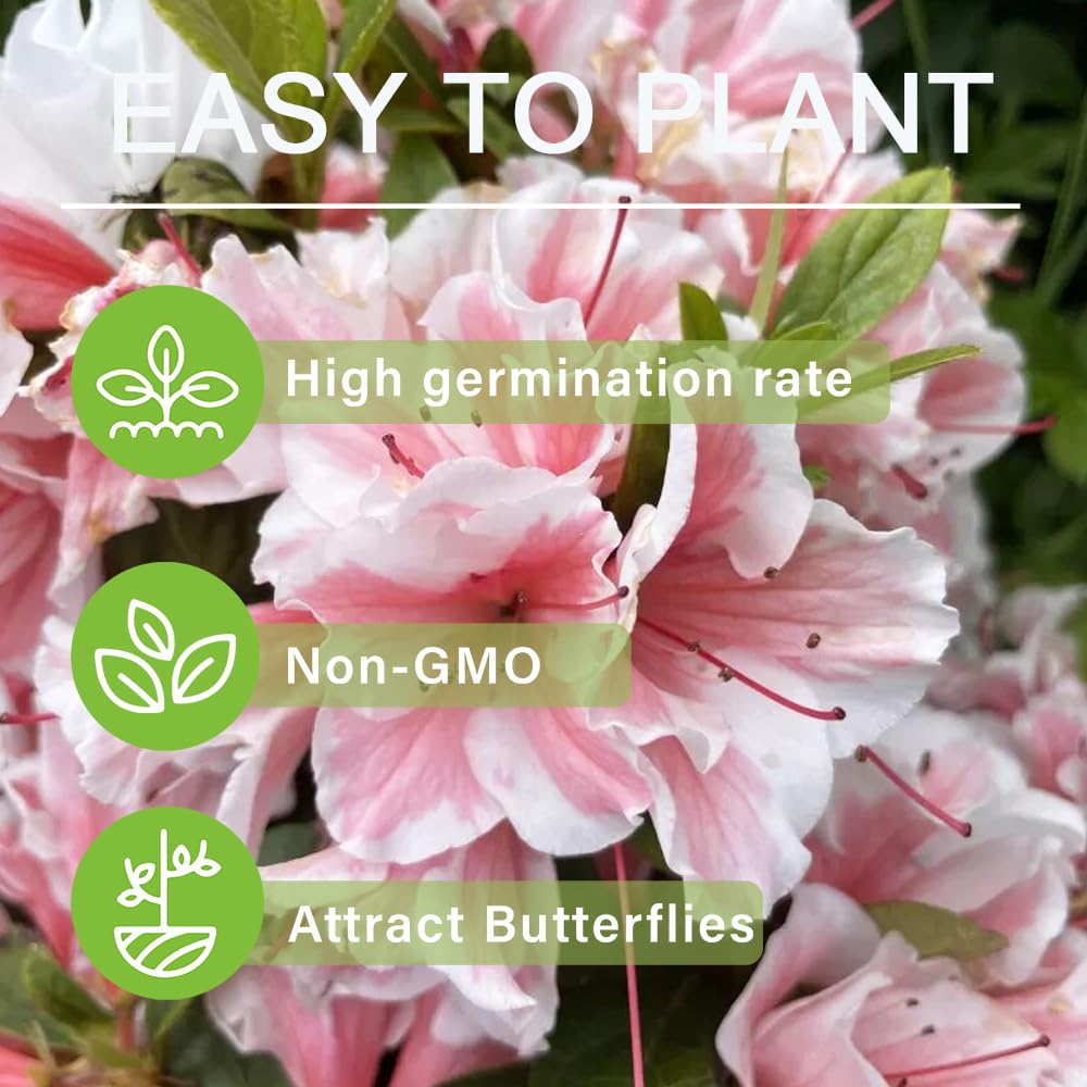 30+ Seed Mixed Colorful Azalea Rhododendron Simsii Seeds Schlippenbachii Bush Shrub Beautiful Flowers Plant for Garden Outdoors