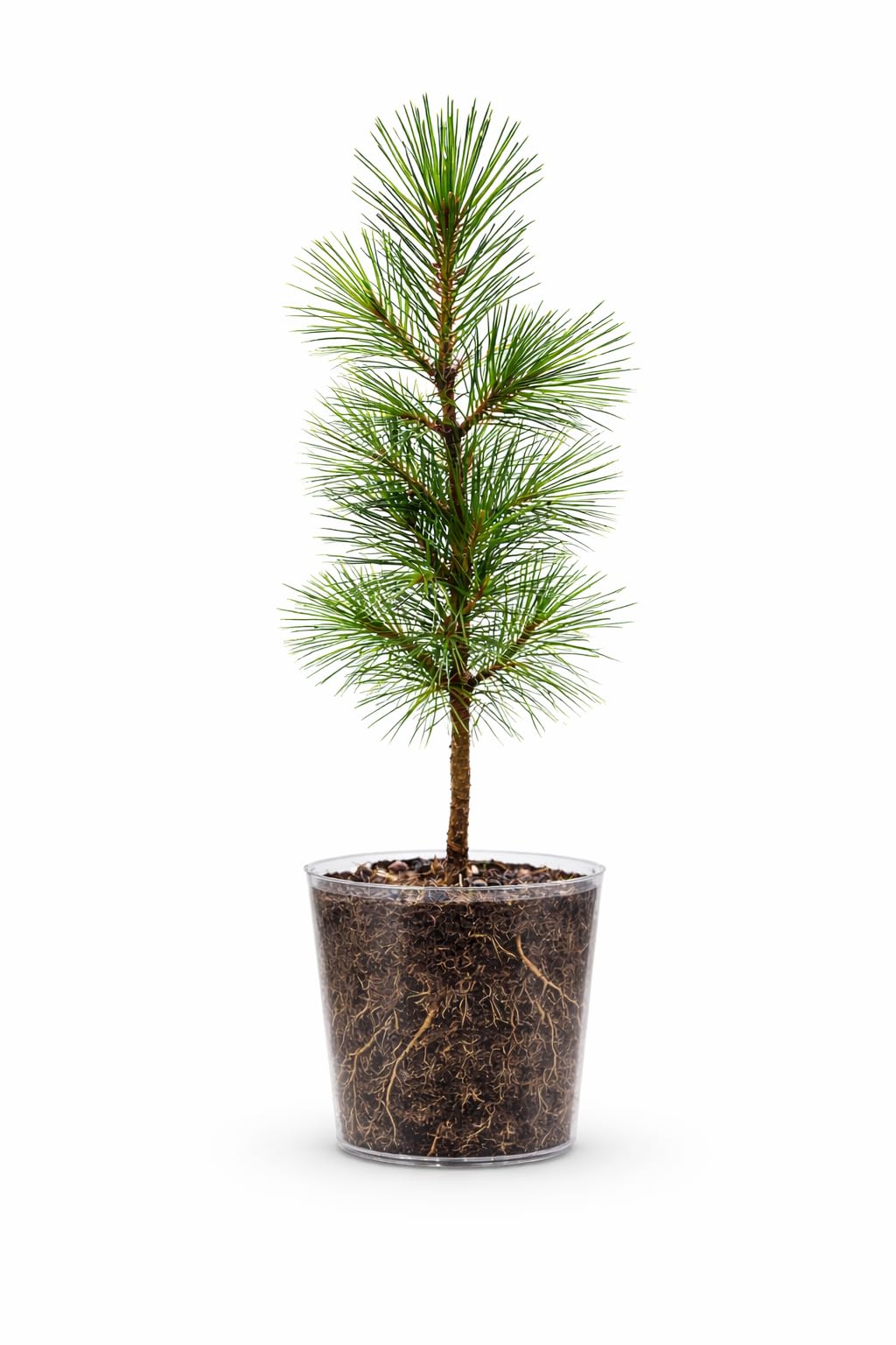Shortleaf Pine Tree (Pinus echinata) – Live Native Evergreen Tree – (1, Large (12–18 inches))