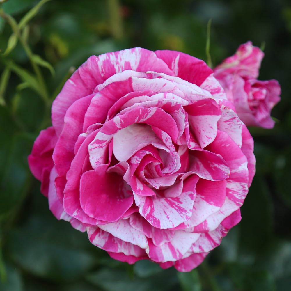 Heirloom Roses Grandiflora Rose Plant - Parade Day™ Fragrant Roses Live Plant