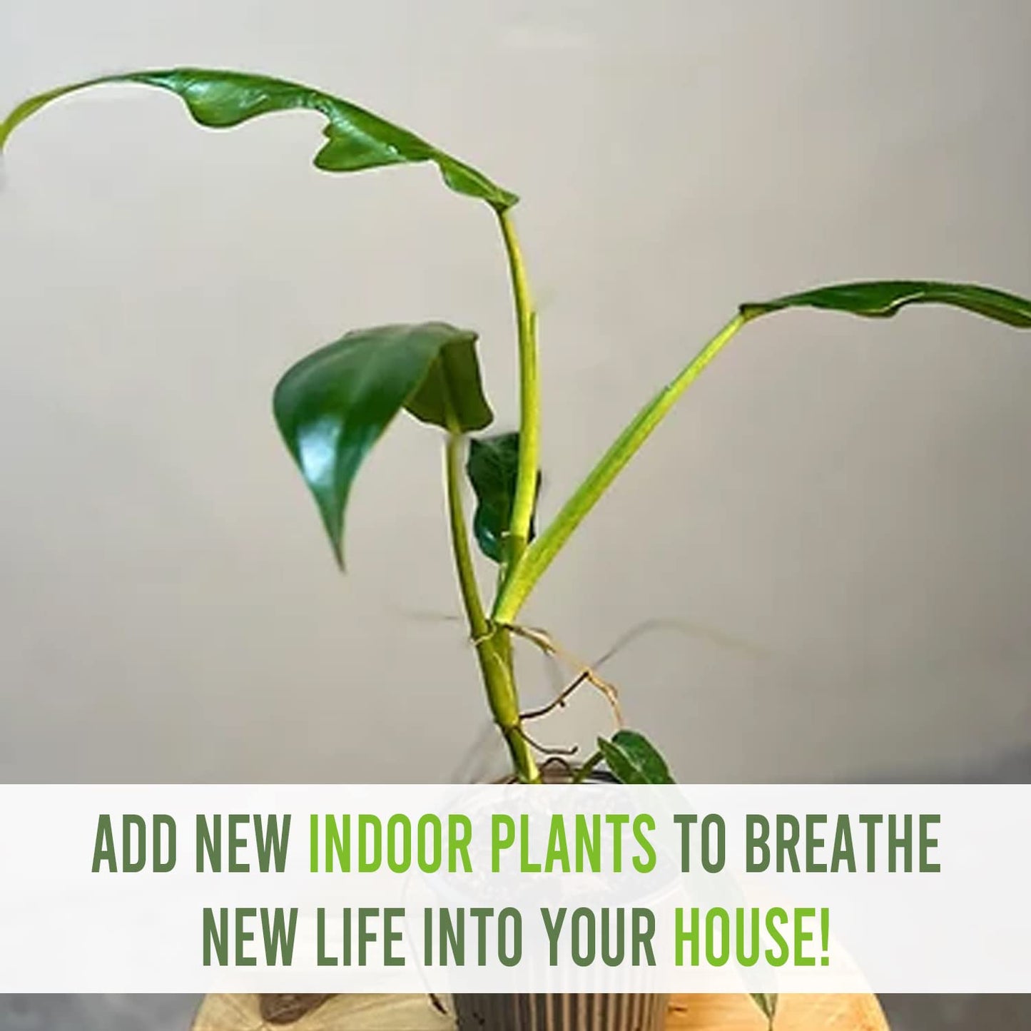 LEAL PLANTS ECUADOR Philodendron Selloum (Pack of 2)| Cut Leaf Live Plant| Variegated Plants|Live Split-Leaf Philodendron| Hibiscus Live Plant|Perfect for Home Decor, Unique Gift for Plant Lovers