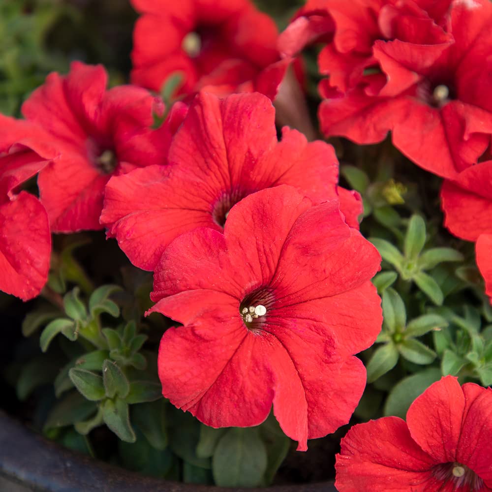Live Petunia Flowers (4 Pack), Red Flowering Plants for Spring Gardening, Easy Plant Care, Garden Annuals, Red Petunias Multipack, Sun Loving Outdoor Annual