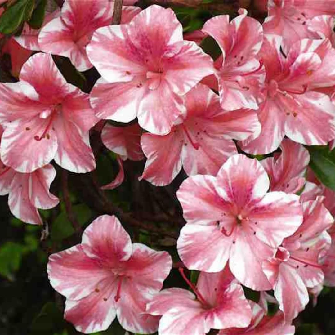 Live Dogwood Bicolor Azalea Plant, Cold Hardy Azalea Plant, Reblooming Flowering Azalea Shrub, Rhododendron Like, Azalea Bush for Outdoor Gardening