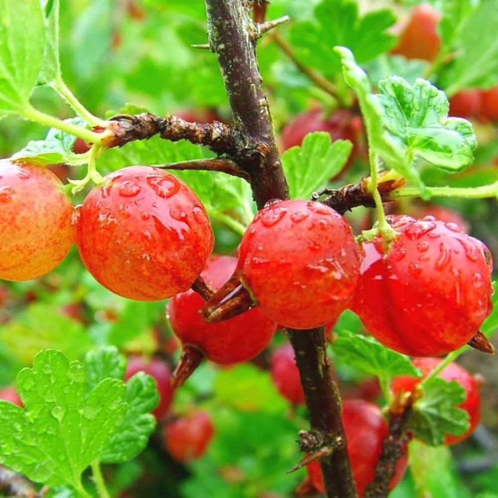 Gooseberry Tree Plant Live, Gooseberry Bush Live Plant, Fully Rooted 5-9 Inch Tall, Gooseberry Plant Live for Planting Outdoors
