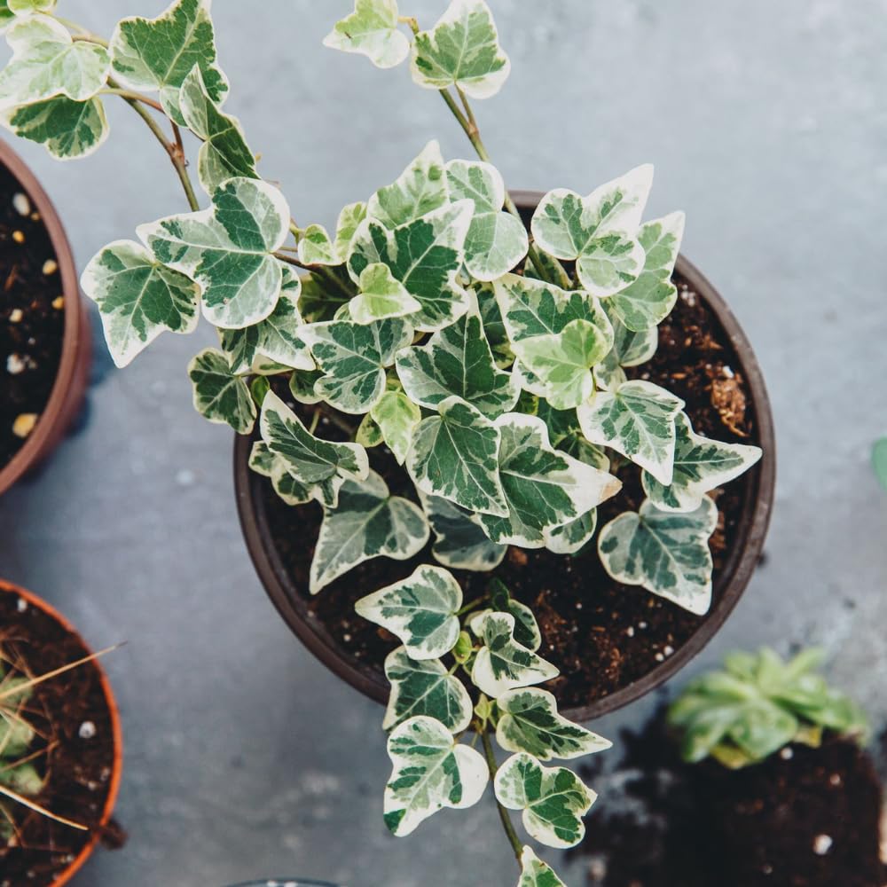 English Ivy Plant Live 4'' Pot, Fast-Growing Trailing Houseplant, Hardy English Ivy Groundcover, Indoor Outdoor Growing (Green White Ivy)