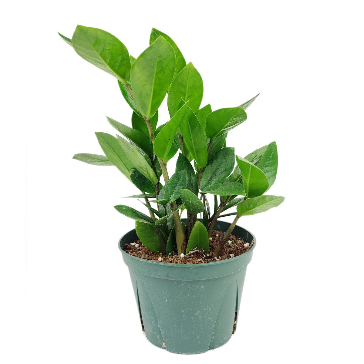 ZZ Plant (6 inch) - Lucky Houseplants - 4/6 inch Unique Live Decorative Houseplants - Easy to Care Indoor Plants, Perfect for Office, Home & Feng Shui Decor