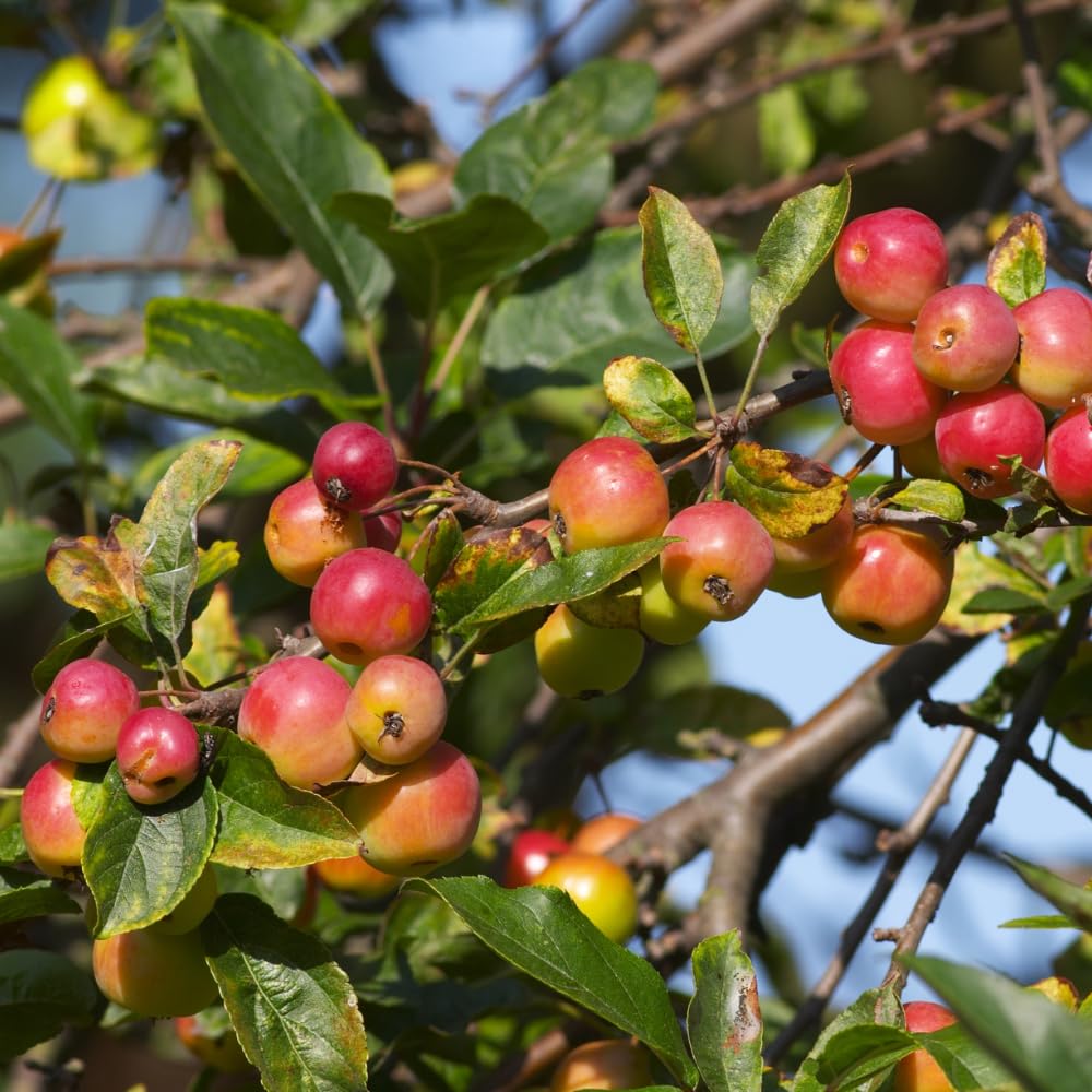 Crabapple Plant Live for Planting 6 to 10 Inch Tall, Crabapple Bush Live, Crab Apple Well Rooted Starter Plant