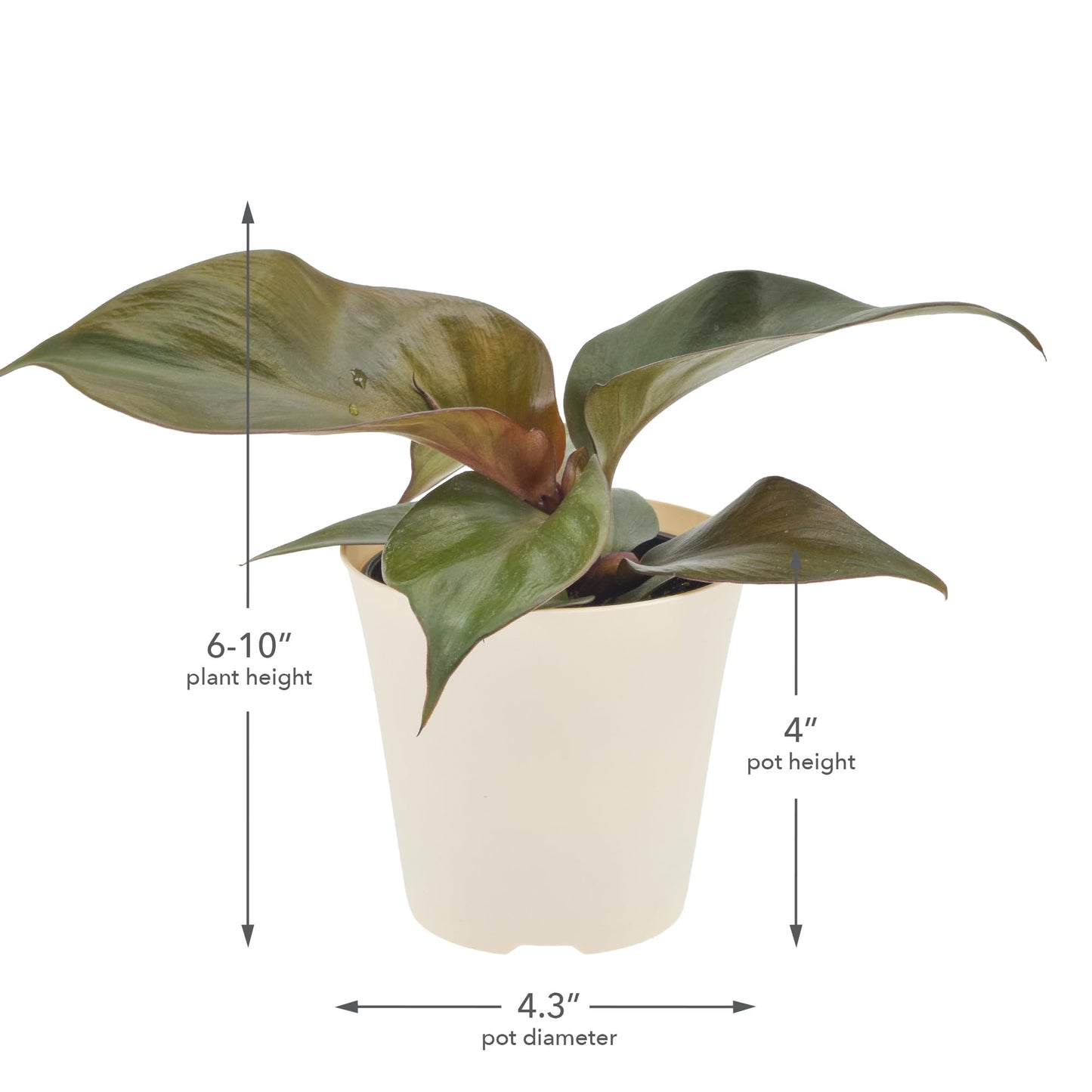Arcadia Garden Products Live Red Heart Philodendron Rare Indoor Houseplant in Plastic Pot, Tropical Plant Collector Gift for Home and Garden Decor, 4-inch, Beige
