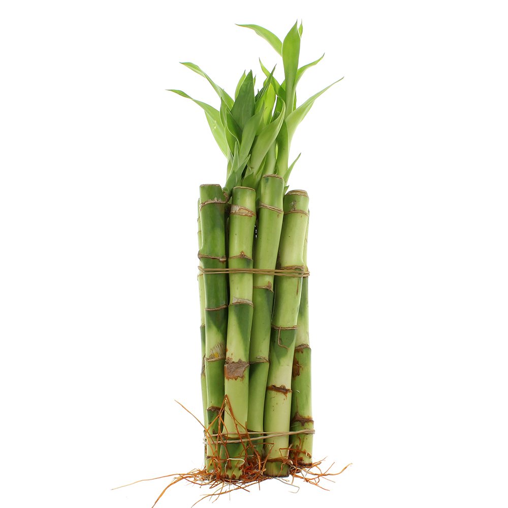 NW Wholesaler - Live Indoor Lucky Bamboo 6 Inch Bundle of 10 Stalks - Live Indoor Houseplants for Home Decor, Floral Arrangements, and Feng Shui - Good Luck Plant