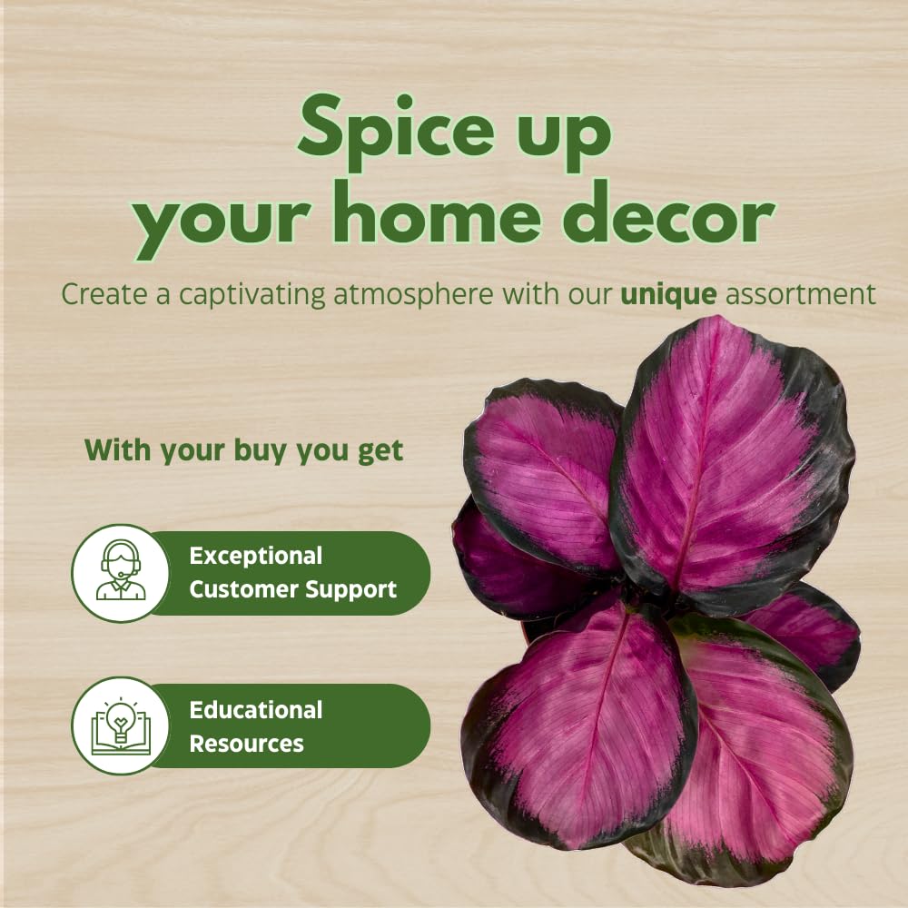 BubbleBlooms Calathea Rosie, in 4 inch Pot, Pink Picturata, Hot Pink Roseopicta, Rosey Pink Star, Rosy Prayer Plant