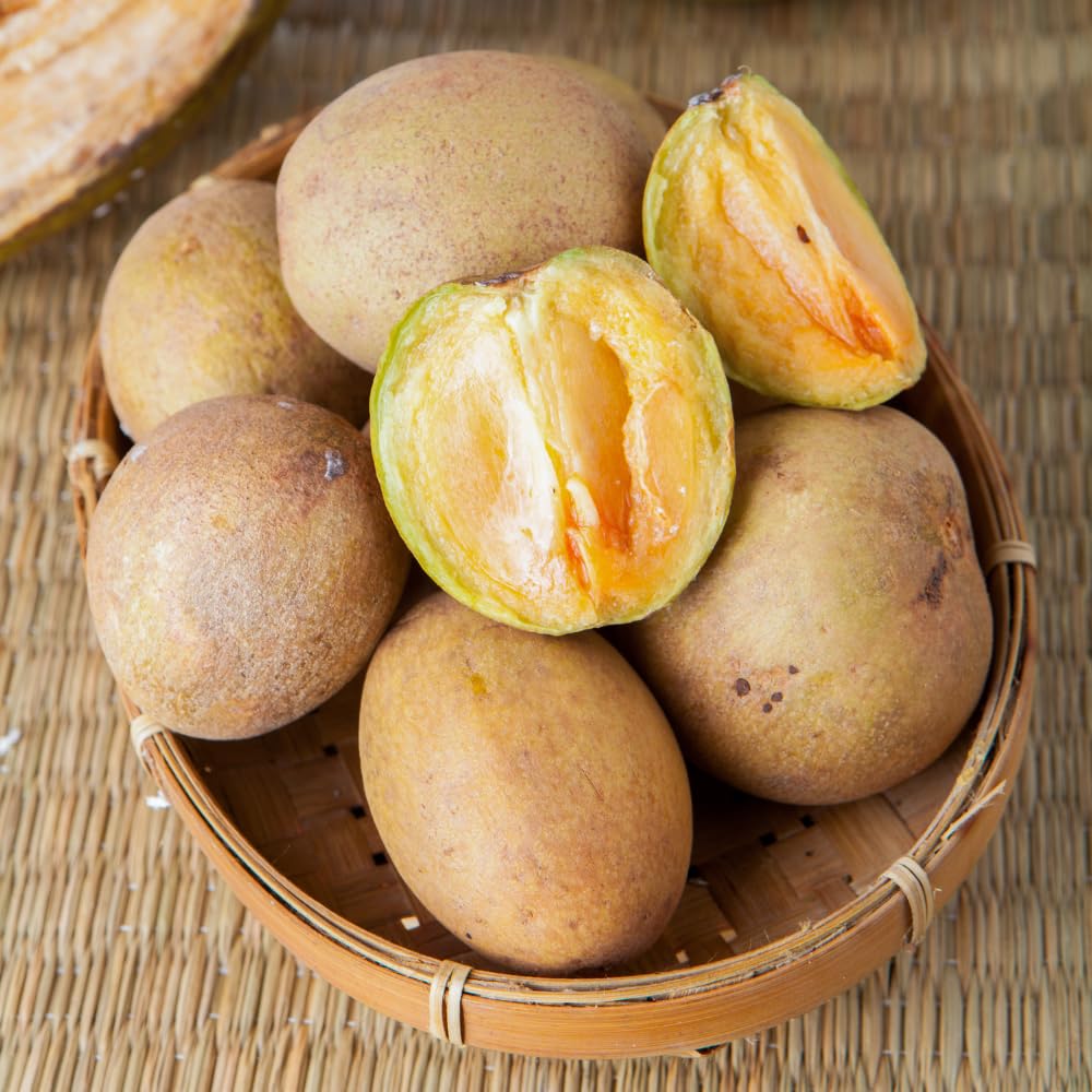 Live Sapodilla Tree, Sapodilla Tree Live Plant, 2-3 Ft Tall, 3 Gallon Pot, Tropical Fruit Plant, Sweet Edible Fruit, Ideal for Outdoor Garden, No Ship to CA