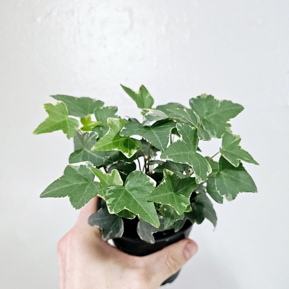 English Ivy Plant Live 4'' Pot, Fast-Growing Trailing Houseplant, Hardy English Ivy Groundcover, Indoor Outdoor Growing (Green White Ivy)