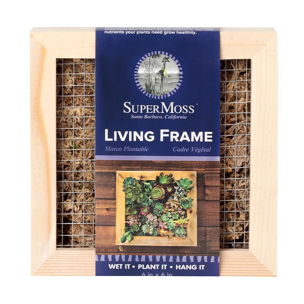 SuperMoss (22312) Sphagnum Moss Living Frame with Solid Wood Design | Succulent Wall Planter for Indoor and Outdoor Home Decor, Wall Art, Farmhouse Decor, and Living Room Wall Display, 6” x 6”