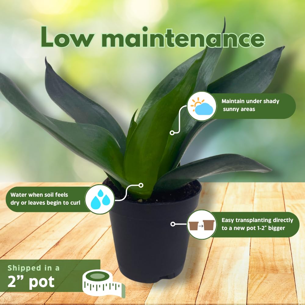 BubbleBlooms Black Dragon Snakeplant in a 2 inch Pot All Green Snake Plant