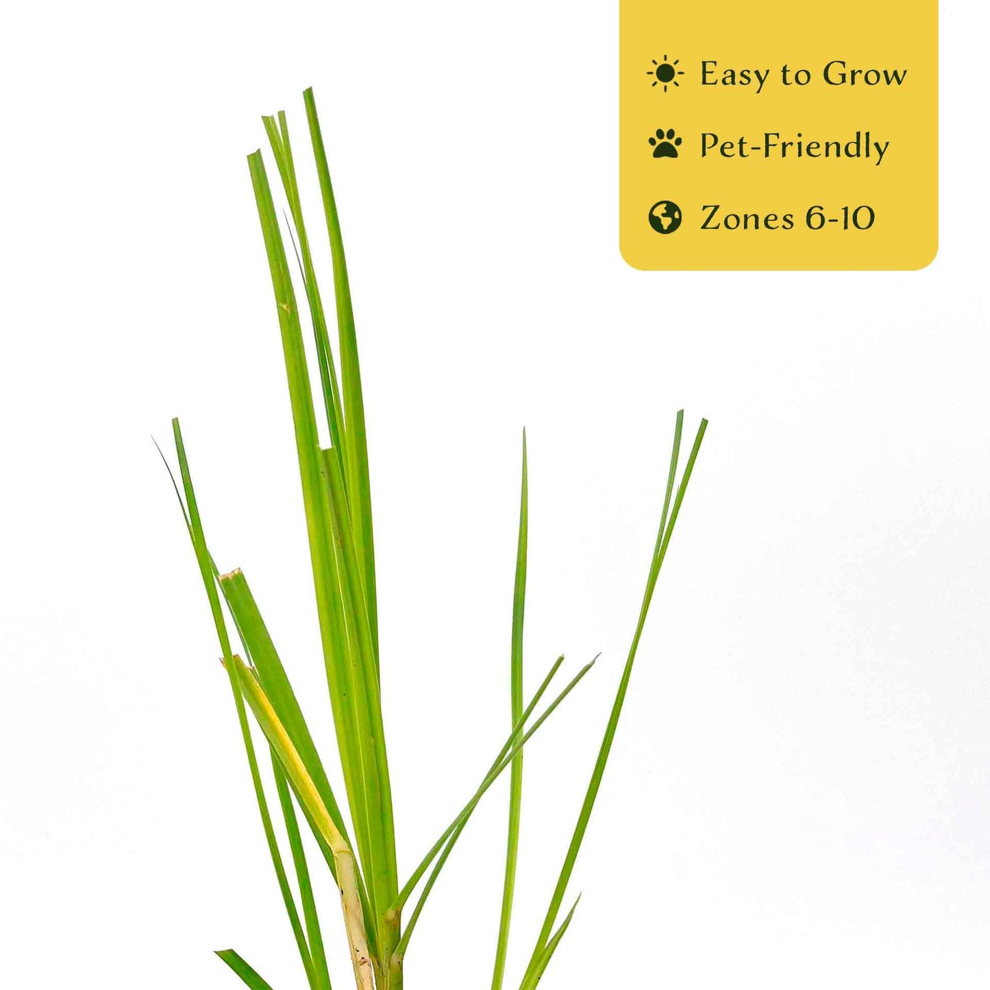 4 Dwarf White Pampas Grass – Compact Ornamental Grass with Large White Plumes for Screens & Accents (Cortaderia selloana ‘Pumila’) in 3.5” Cubes, Live Plants