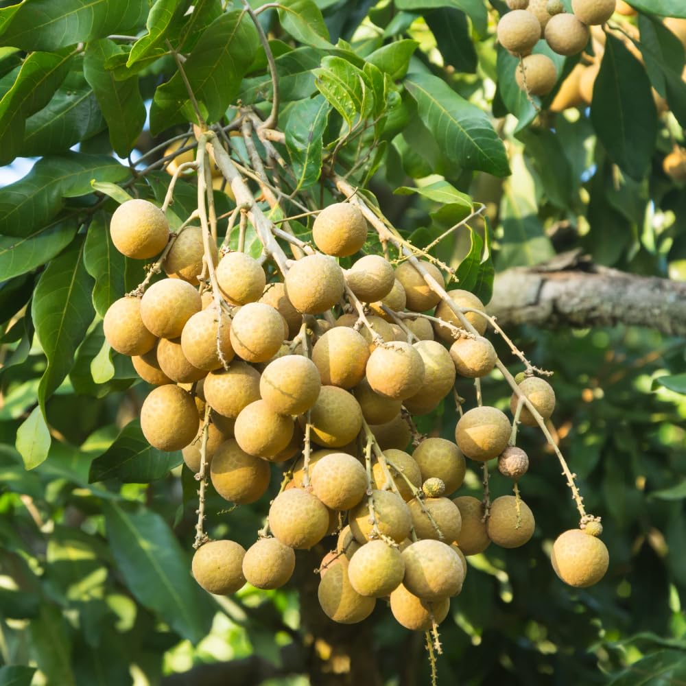 Longan Tree Live Plant in 4 Inches Pot, Longan Seedlings from 6 to 8 Inches Tall, Sweet Fruit Tree for Edible Garden
