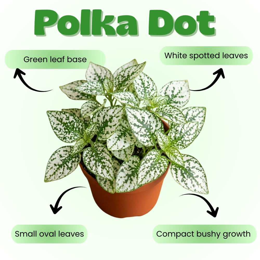 White Polka Dot Live Plant, Polka Dot Plant, Small Indoor Plants, 2.5 Inches Pot for Indoor or Outdoor Houseplant