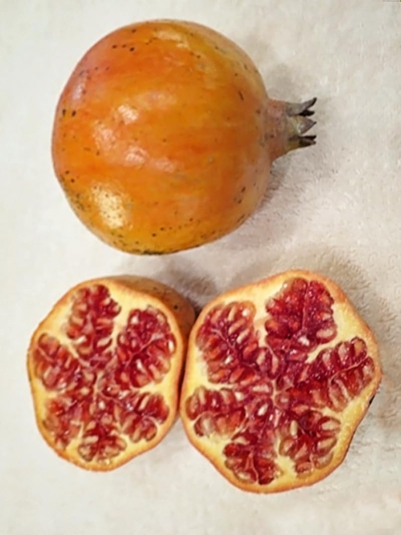 Salavatski Pomegranate Tree, Fruit Bearing, Hardy, 5 gal Nursery Pot, 2-3 ft Tree Height (Due to Agricultural Laws, we Cannot Ship to CA, AZ, AK, or HI)