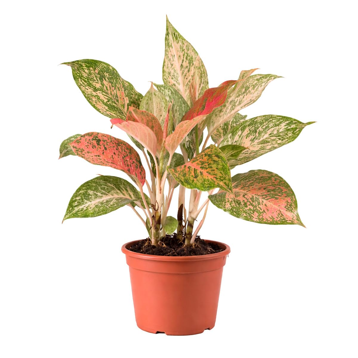 Chinese Evergreen 'Lady Valentine' (6 inch) - Air-Purifying Houseplants - 4/6 inch Unique Live Decorative Houseplants - Low-Maintenance Indoor Plants, House Warming Gift, Natural Air Purifier