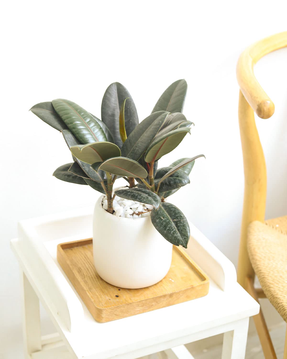 Burgundy Rubber Plant (4" Grower Pot) - Air Purifying and Live Healthy Houseplant - Easy to Grow, Easy to Care Indoor Houseplant