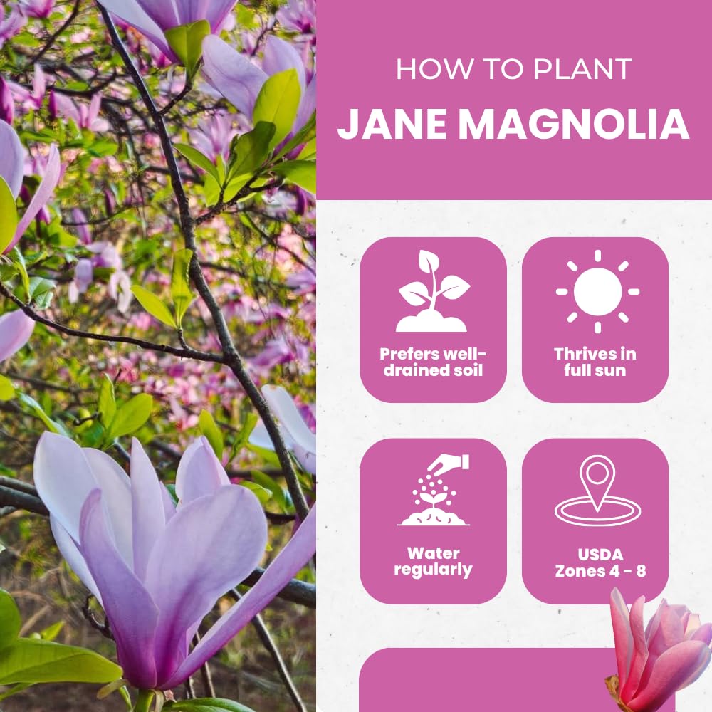 Magnolia Trees Live Plants, Jane Magnolia Tree, Pink Blooms, Well Rooted in 3 Gallon Pot, 3 Feet Tall, Fragrant Pink Flowers for Patio and Garden, No Ship to CA