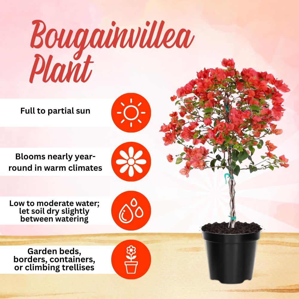 Set 2 Bougainvillea Plant Live, Trailing Flowering Vine, 4-6 Inches Tall, Well Rooted Bougainvillea, Outdoor Garden or Patio, No Pot (Orange)