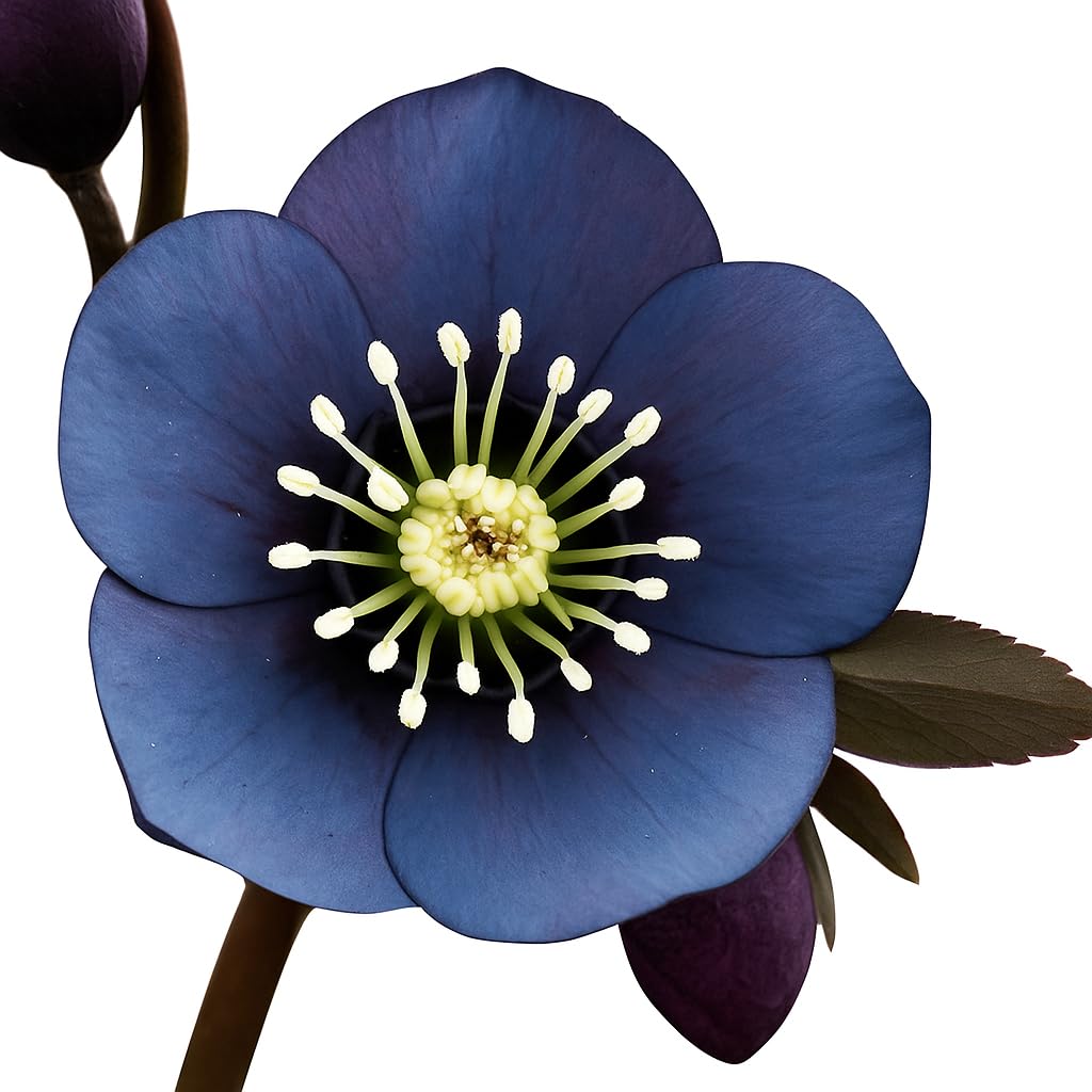 Perennial Farm Helleborus Winter Jewels 'Blue Diamond' – Live Lenten Rose in 1 Quart, Double Bluish-Purple Blooms, Early Spring Color, Shade Loving, Deer Resistant, Ideal for Woodland Gardens