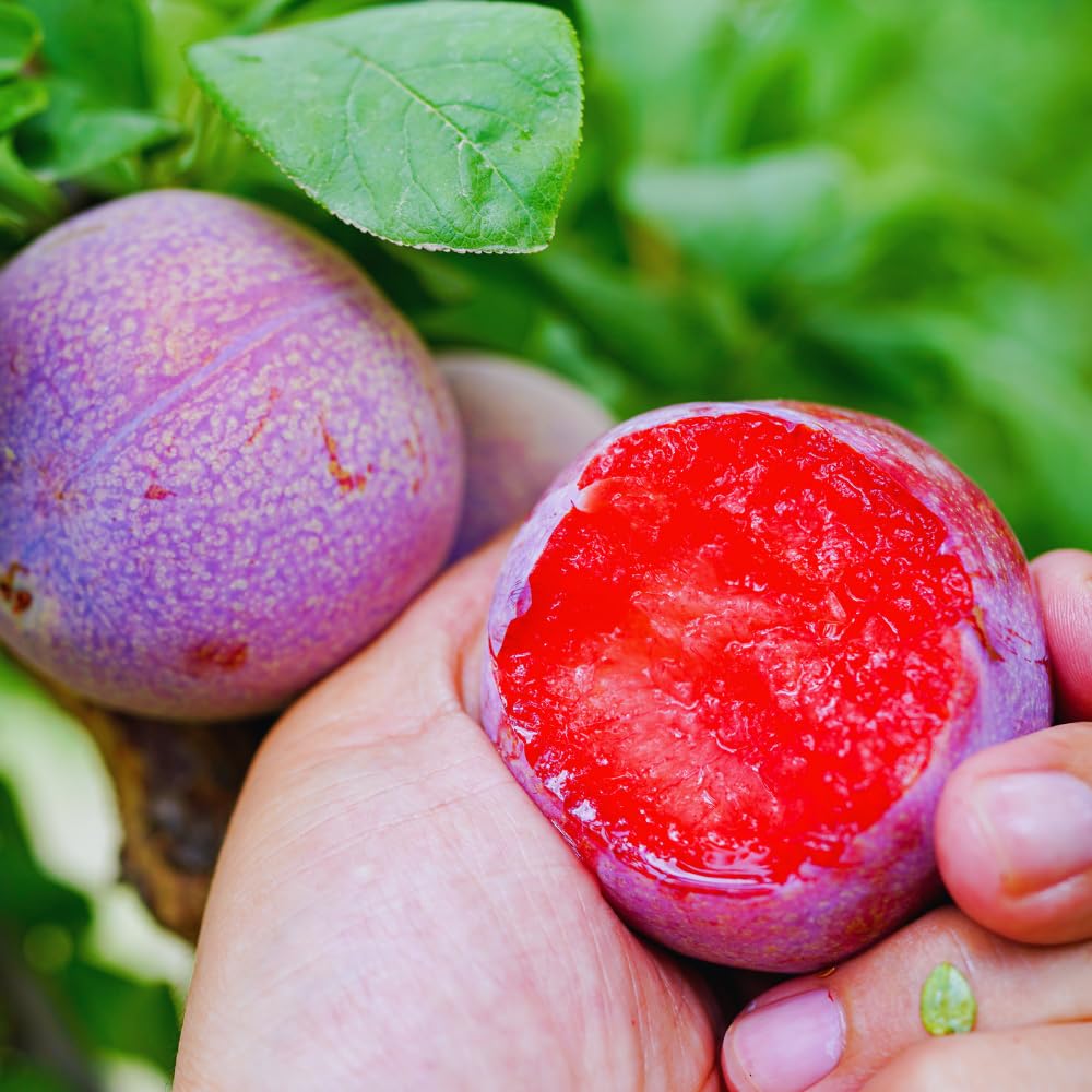 Live Flavor Pluot Tree Live Plant, Plum Apricot Plant, 3 Gallon Pot, Sweet Fruit for Home Garden Outdoor, No Ship to CA, 2-3 Ft Long