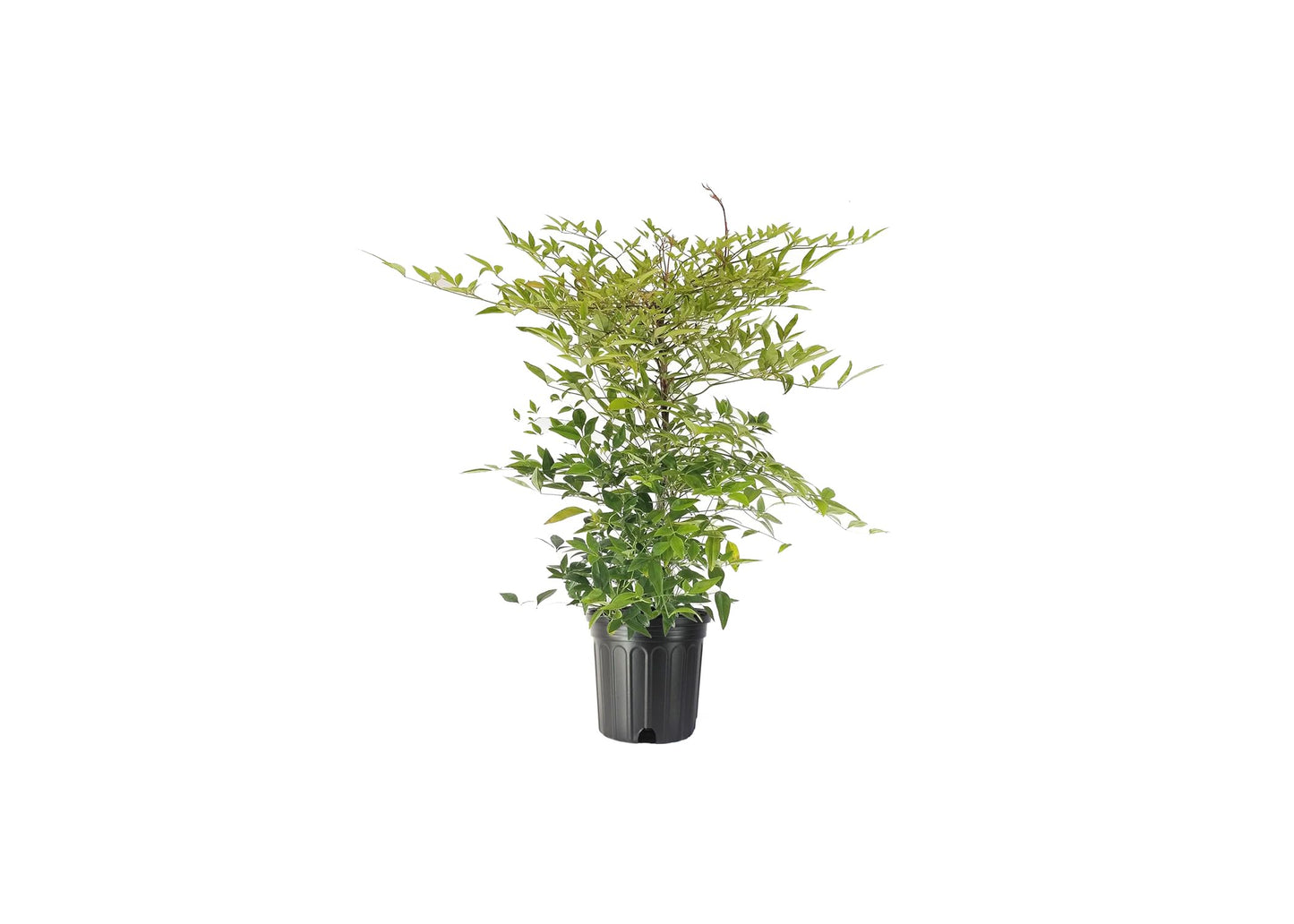 Heavenly Bamboo - Nandina Domestica - 3 Live Gallon Size Plants - Beautiful & Colorful Low Maintenance Foliage