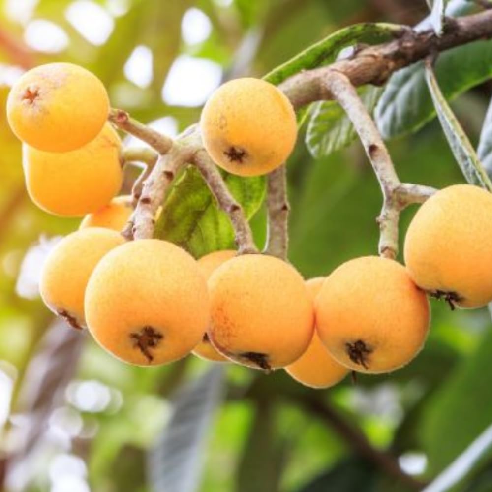 Loquat Fruit Tree 5-9" Tall, 4" Pot, Well-Rooted Loquat Plant for Garden and Orchard Planting