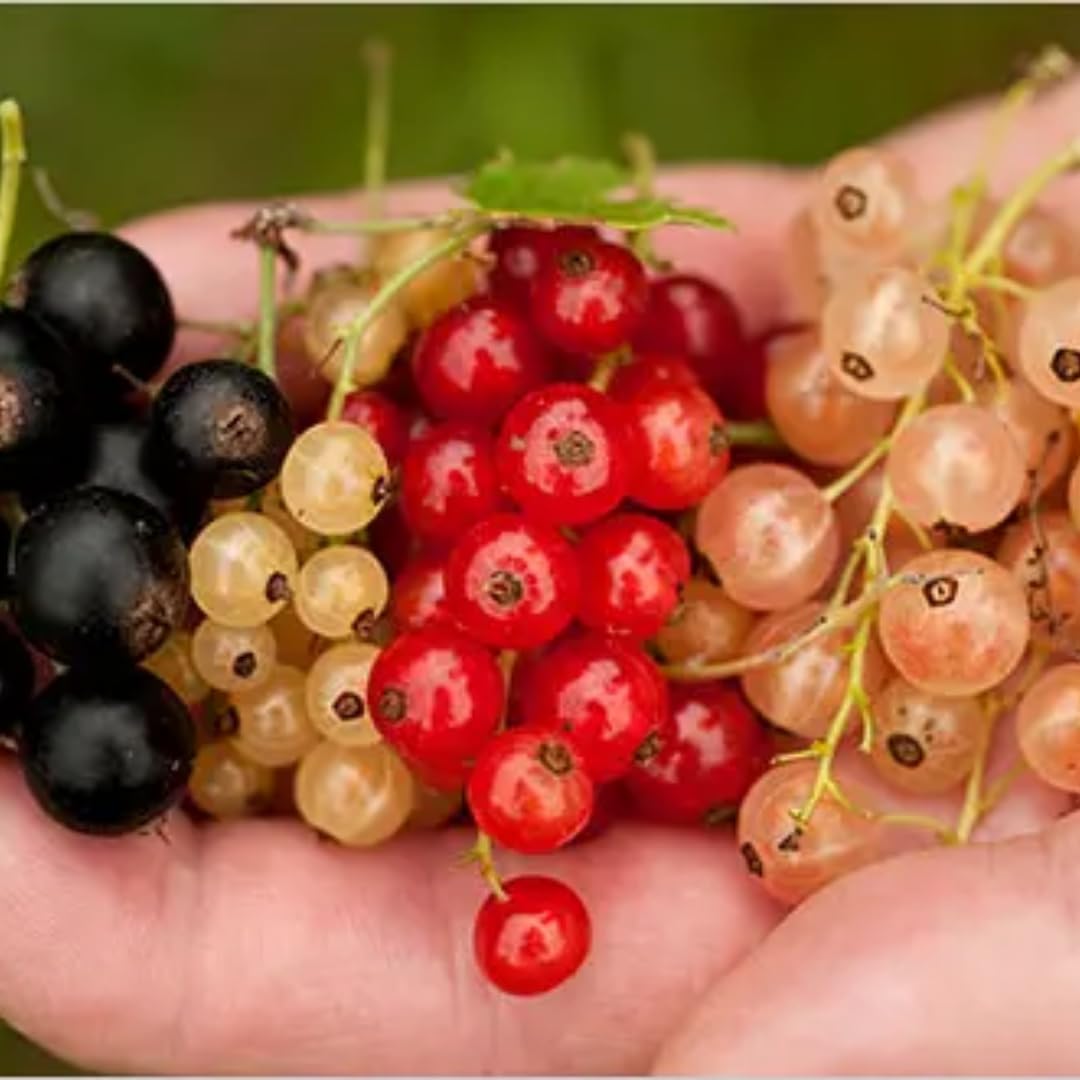 1 Live Currant Bush Plant Fast Growing, Ready Bear Fruit Within 1 Year - No NC, WV, NH, 6-14" Tall, Great for Backyard or Orchard Growing, Currant Plant (Random)